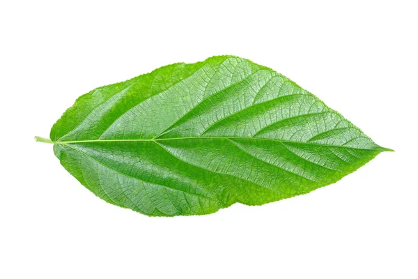 Beyaz Arka Plan Üzerinde Izole Yaprak Yeşil — Stok fotoğraf