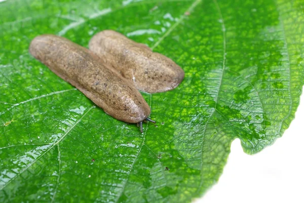 Slug Syjamski Zielony Liść Semperula Siamensis — Zdjęcie stockowe