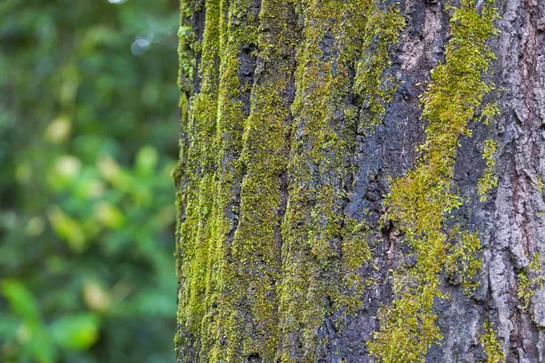 Musgo Verde Tronco Árvore — Fotografia de Stock