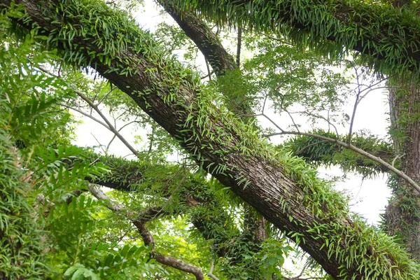 Pyrrosia のシダの木 — ストック写真