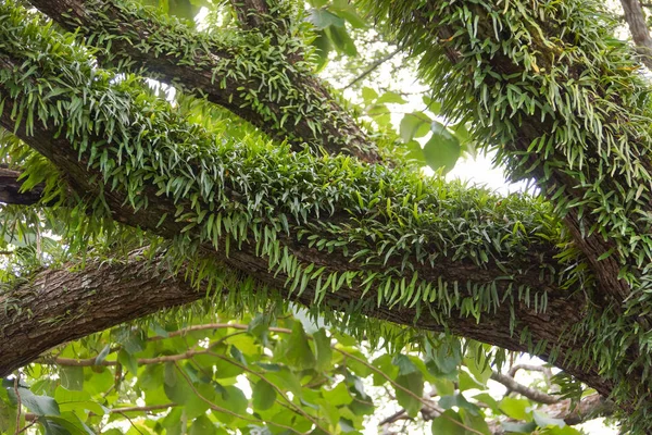 Fougère Pyrrosie Sur Arbre — Photo