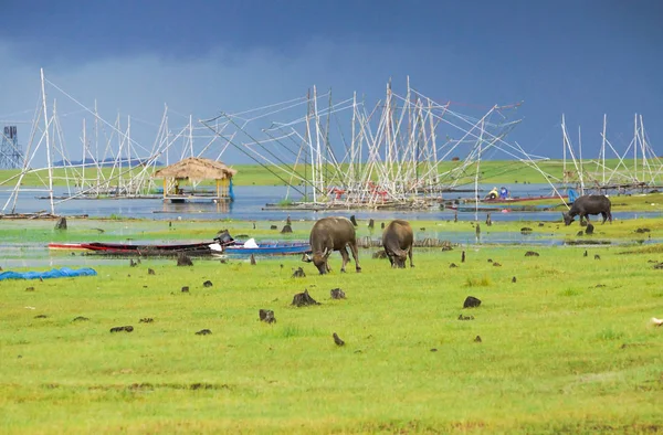 Büffel Fressen Gras Der Nähe Von Wasser Mit Dunklem Himmel — Stockfoto
