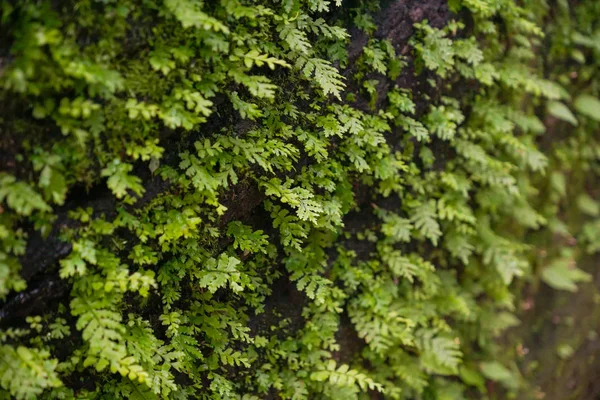 Πράσινες Φτέρες Φυτρώνουν Στην Επιφάνεια Βράχου — Φωτογραφία Αρχείου