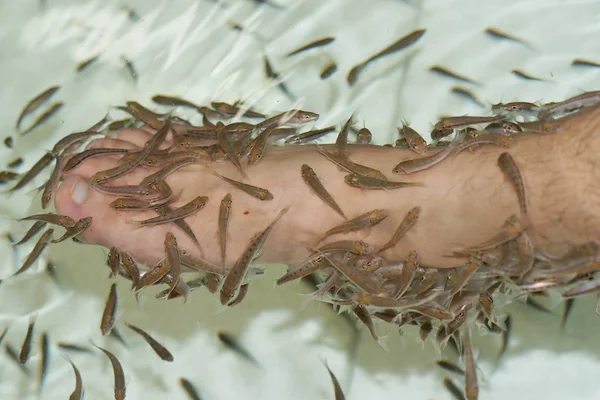 Tratamento Spa Pedicure Peixe Rufa Garra Peixe — Fotografia de Stock