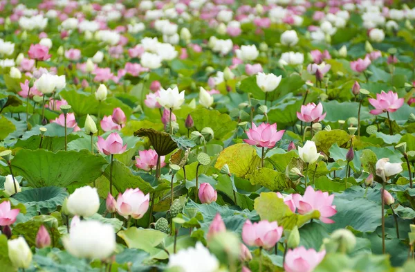 Pembe ve beyaz lotus alanı