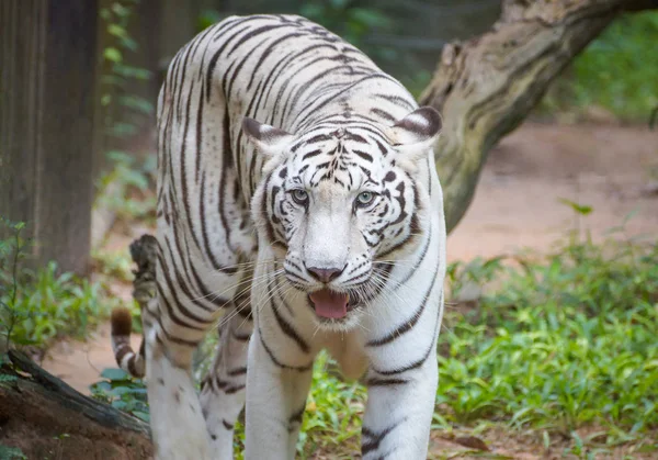 Белый Бенгальский Тигр Ходит Земле — стоковое фото