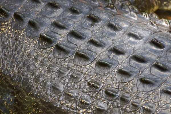 Bir timsah derisi closeup çekim