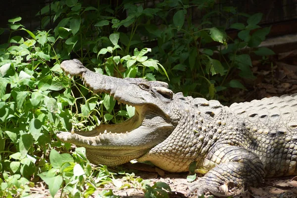 Крокодил Лежить Сонячному Світлі Відкриває Рот — стокове фото