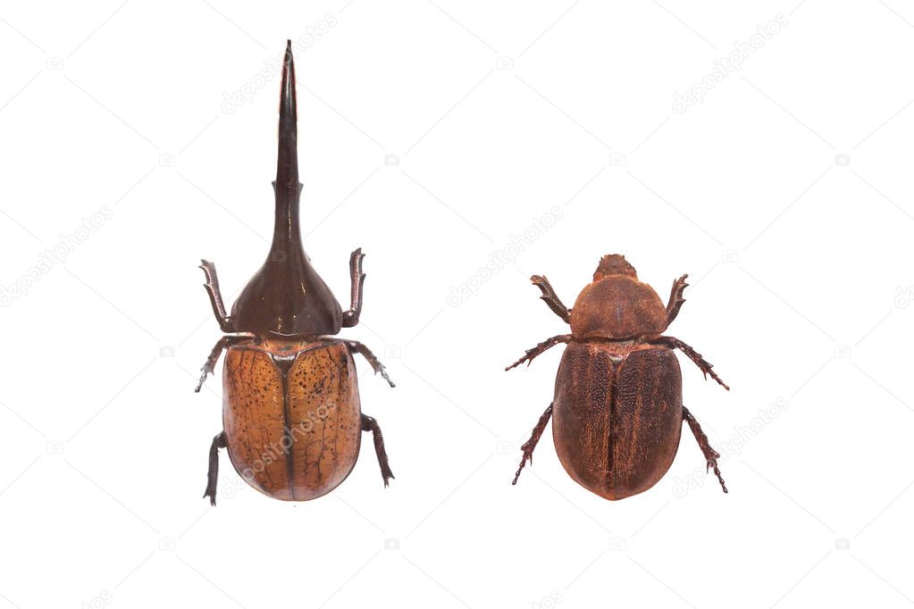 Male and female dynastes hercules isolated on white                        