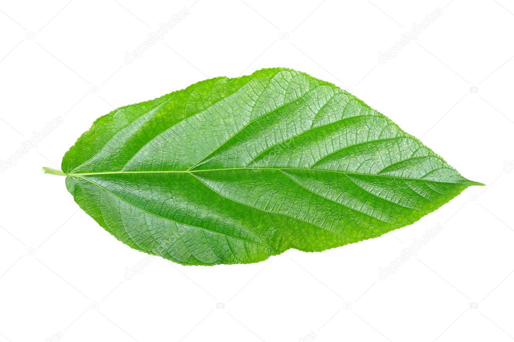 A green leaf isolated on white background                      