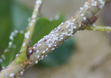 Coccidae dut yaprakları üzerinde