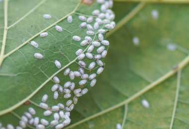 Coccidae dut yaprakları üzerinde