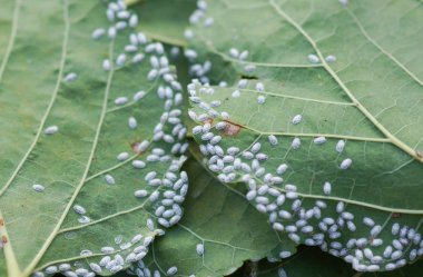 Coccidae dut yaprakları üzerinde