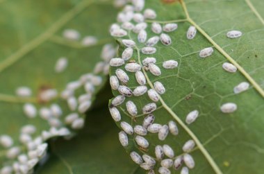 Coccidae dut yaprakları üzerinde