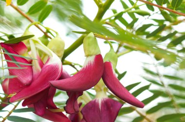 Sesbania grandiflora (L.) Desv. beyaz izole