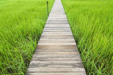 Yeşil pirinç çeltik alan üzerinde ahşap köprü