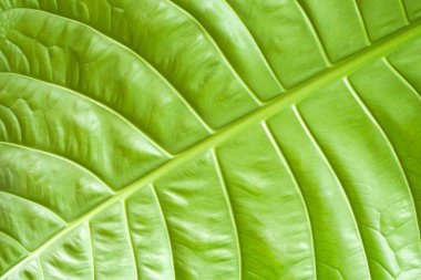 tatlı yaprak yeşil arka plan