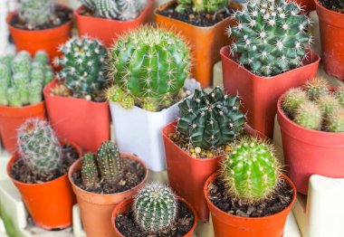 Kaktüs farklı türleri topluluğu