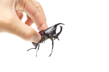 Bir gergedan böceği tutan el izole / böcek evde beslenen hayvan bir kavram olarak                                                      