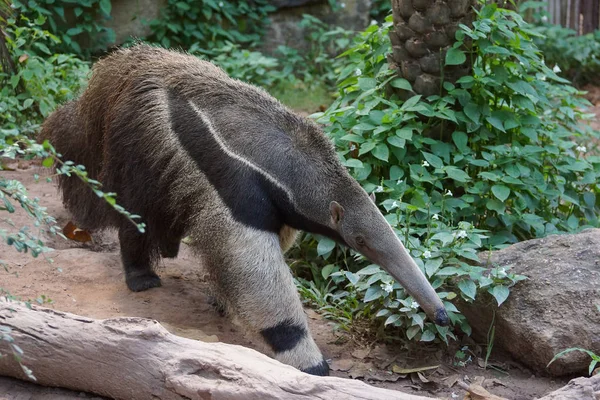 Anteater Marchant Autour Trouver Nourriture Vermilingua — Photo