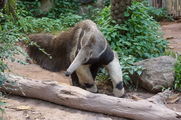 Anteater Berjalan Jalan Mencari Makanan Vermilingua — Stok Foto