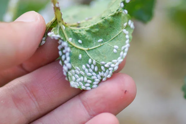 Coccidae Folhas Amoreira — Fotografia de Stock