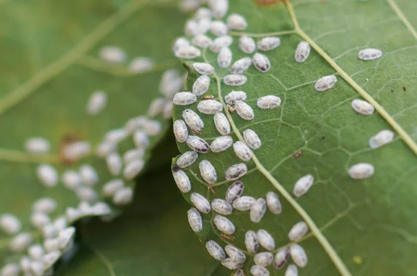 Coccidae Φύλλα Μουριάς — Φωτογραφία Αρχείου