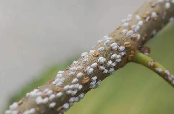 Coccidae Bladeren Van Moerbeiboom — Stockfoto