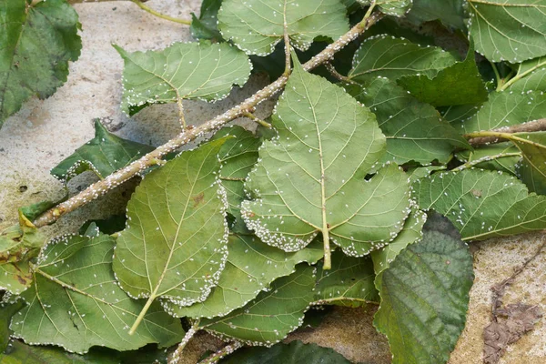 Coccidae Bladeren Van Moerbeiboom — Stockfoto