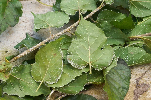 Coccidae Liście Morwy — Zdjęcie stockowe