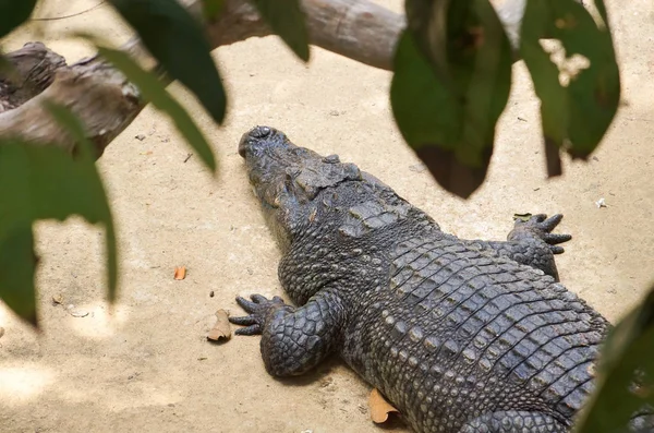 Крокодил Лежить Під Деревом — стокове фото