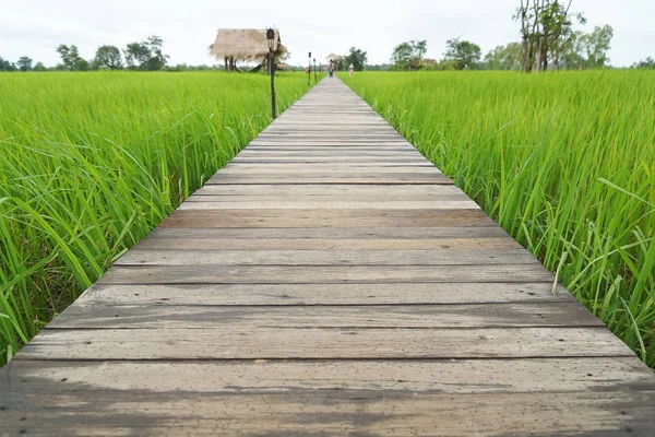 Wooden Bridge Green Rice Paddy Field — Stock Photo, Image