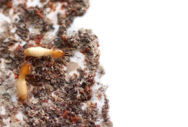 Bir Termit Yuvası Çamur Tüp Üzerinde Beyaz Izole Görünümü — Stok fotoğraf
