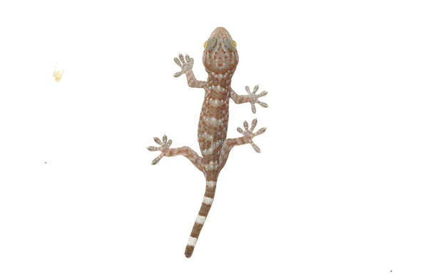 Genç Gecko Beyaz Izole Üstten Görünüm — Stok fotoğraf