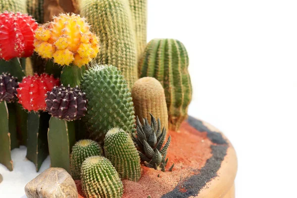 Így Tálca Kaktusz Kert Elszigetelt Fehér — Stock Fotó