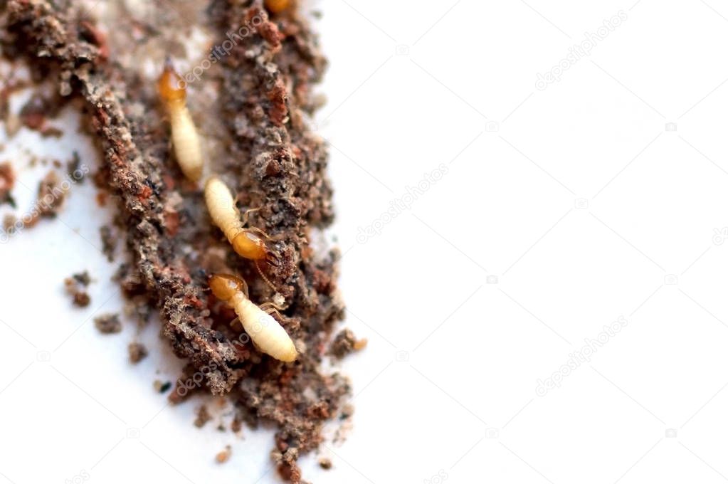 Inside view of a termite nest (mud tube) isolated on white                                 