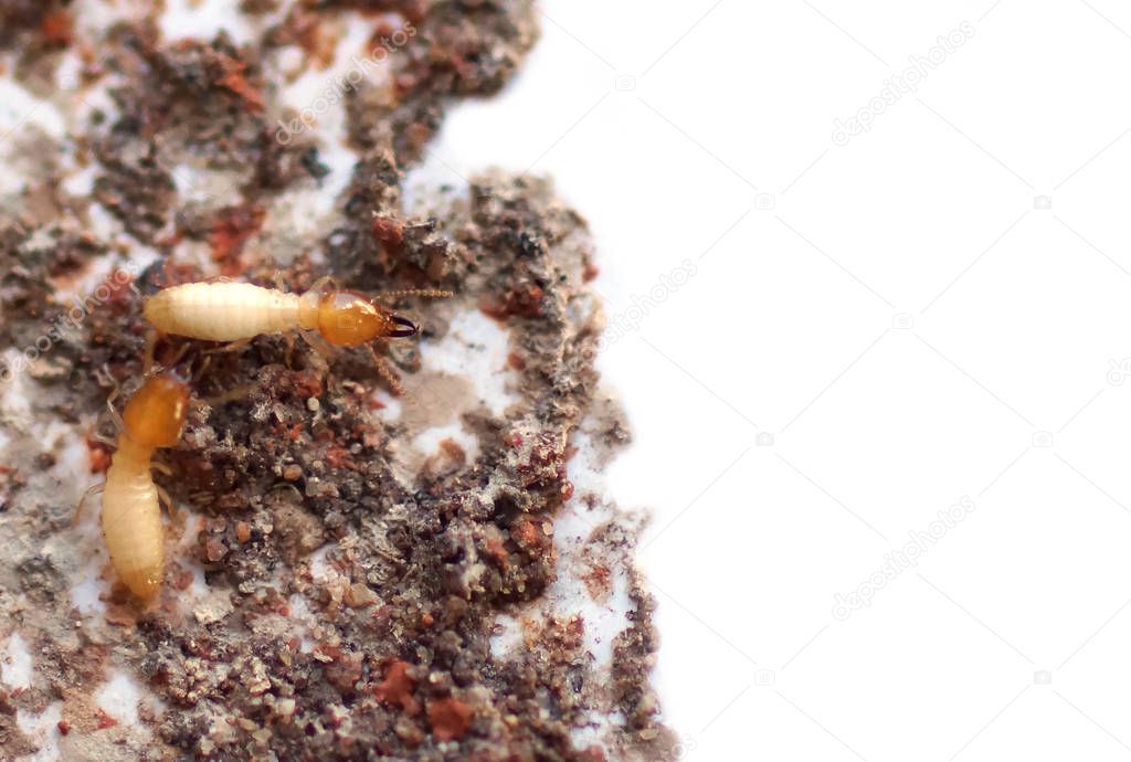 Inside view of a termite nest (mud tube) isolated on white                                  