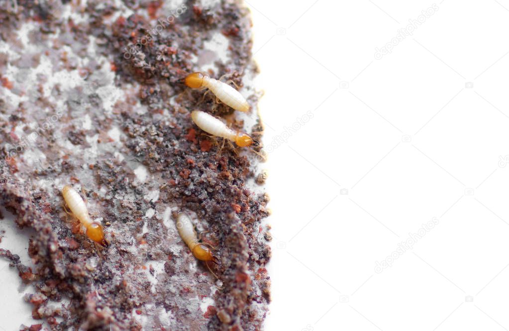 Inside view of a termite nest (mud tube) isolated on white                                 