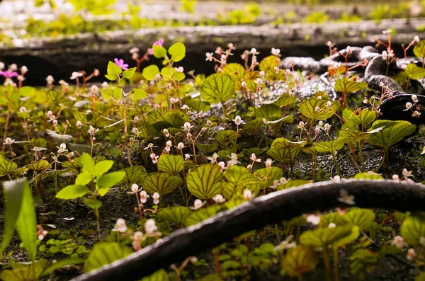 Begonien Wachsen Auf Felsen Begonia Demissa Craib Begoniaceae — Stockfoto