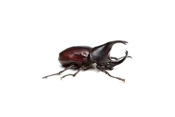 Жук-носорог на белом фоне
                            