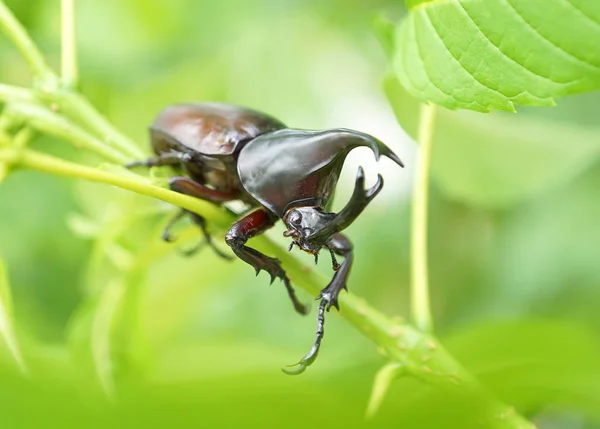 木の枝に登ってカブトムシ — ストック写真