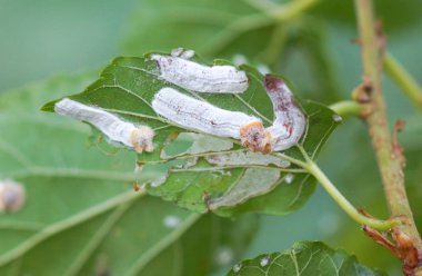 Coccidae dut yaprakları üzerinde