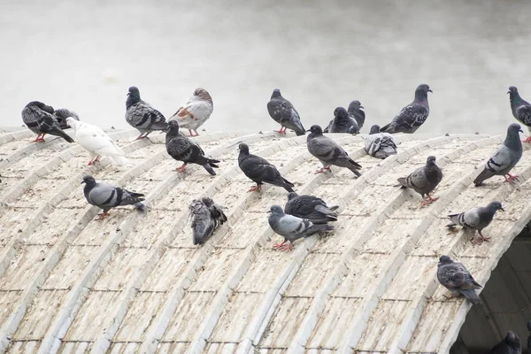Tauben Auf Dem Dach Verursachen Probleme Hinsichtlich Geruch Krankheit Und — Stockfoto