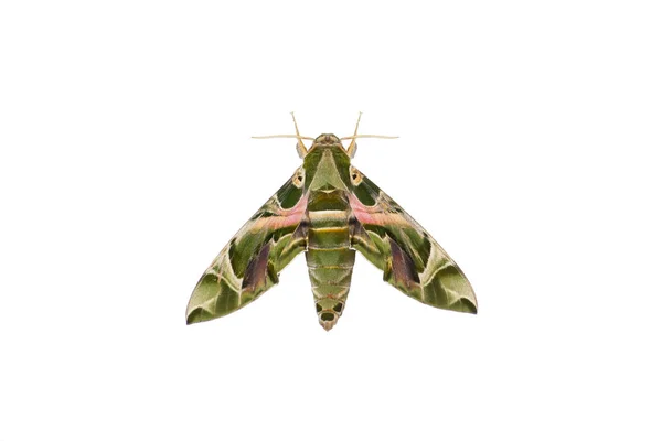 Polilla Daphnis Nerii Aislado Sobre Fondo Blanco — Foto de Stock