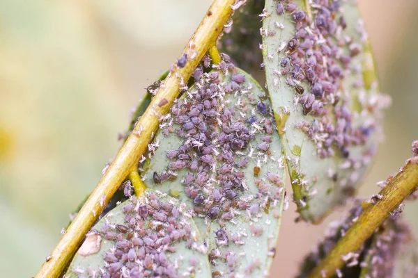 Pest Aphis Craccivora Koch Καταστρέφει Φυτά — Φωτογραφία Αρχείου