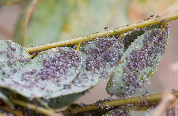 Pest Aphis Craccivora Koch Destroying Plants — Stock Photo, Image