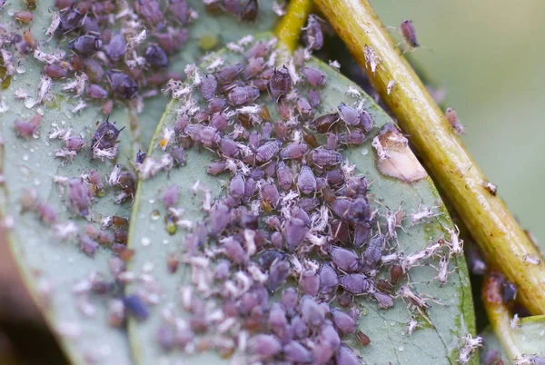 Pest Aphis Craccivora Koch Καταστρέφει Φυτά — Φωτογραφία Αρχείου
