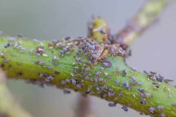 Pest Aphis Craccivora Koch Destroying Plants — Stock Photo, Image