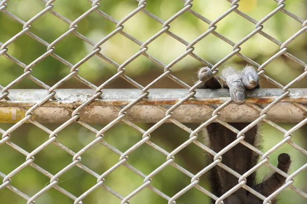 檻の中の猿の手 動物権利概念 — ストック写真