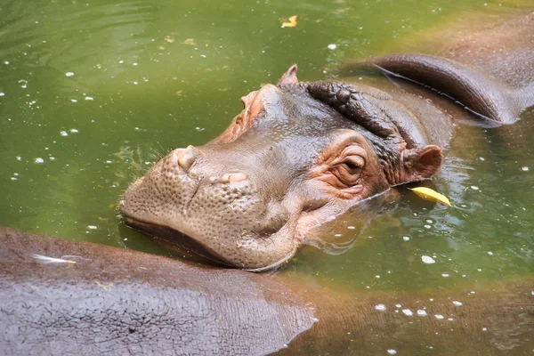 Bébé Hippopotame Dans Eau Avec Mère — Photo